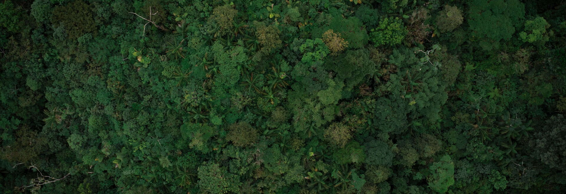 Restaurant Tapirus Paradise